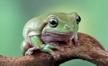 Brazil Discovers New Species of Tree Frog