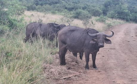 Three Ezemvelo KZN Wildlife Executives Fired During Clean-Up Process