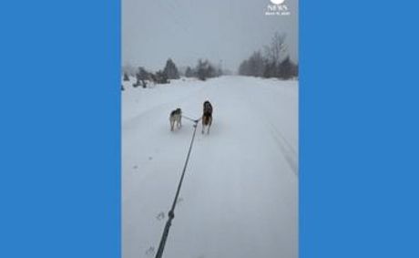 WATCH: Woman gets towed on skis by dogs amid blizzard