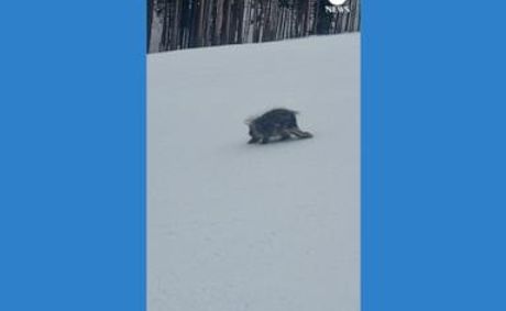WATCH: Huge porcupine spotted on the slopes in Colorado