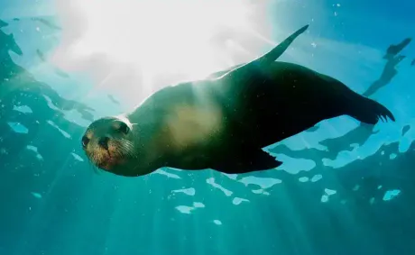 Brazil Establishes Protected Areas in Rio Grande do Sul to Preserve Biodiversity and Support Sustainable Development