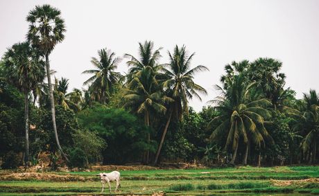 Dark Tourism in Cambodia: Exploitation and Cultural Insensitivity