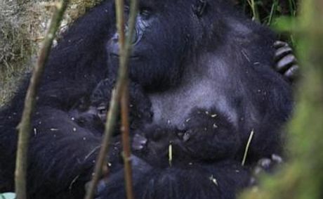 WATCH: Rare twin gorilla babies born in Congo