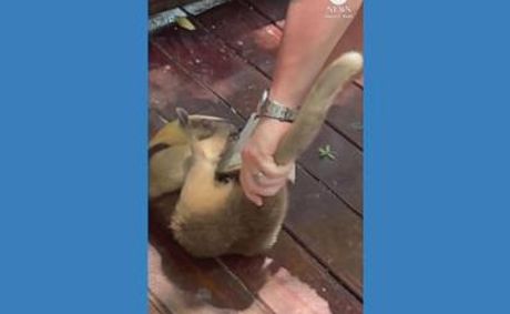 WATCH: Amiable anteater clings to cruise passenger's leg