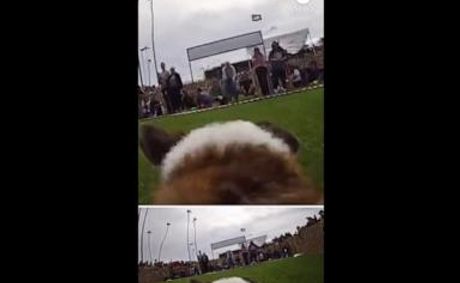 WATCH: A corgi-mounted camera showed off the furry competitor's perspective as the six-year-old Sadie Mae ran in the Corgi Nationals dog race.