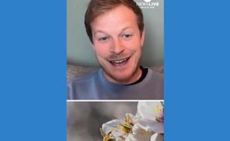 WATCH: Nat Geo's Bertie Gregory joined ABC News Live to talk about the new miniseries "Secrets of the Bees" — and to discuss everyday ways that humans can help bees.