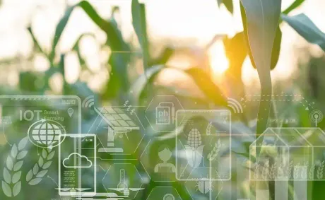 Egypt Advances Food Security Strategy Through Agricultural Expansion and Innovation