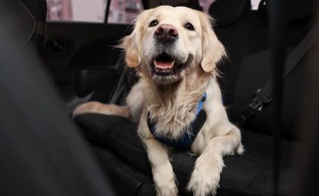 Paws on the road: Tips for a dog-friendly vacation