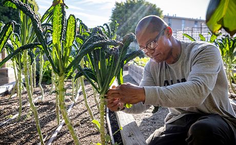 In a food desert, hands that harmed are now hands that heal