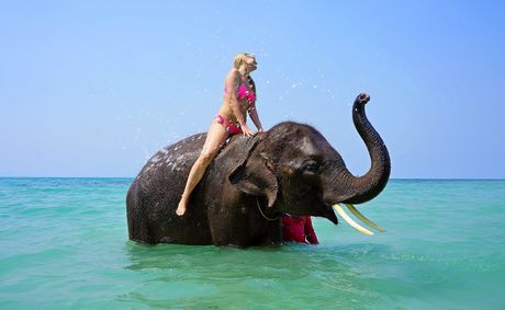 Animal Cruelty for Tourists’ Entertainment:  An Industry in Need of Reform