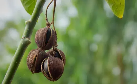 Ghanaian Researchers Develop Plant-Based Lubricant for Motorcycle Engines