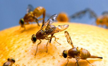 State officials sound alarm about invasive fruit flies