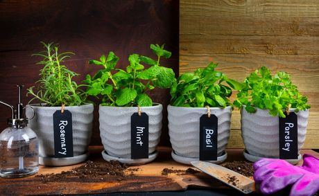 How to Grow High-Quality Herbs for Cooking at Home