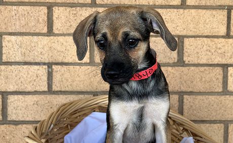City Council looks to improve Animal Services Department