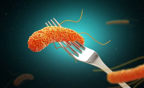 How does Salmonella contaminate everything under the sun?