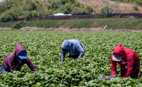 Newsom has chance to stand up for farmworkers’ wages