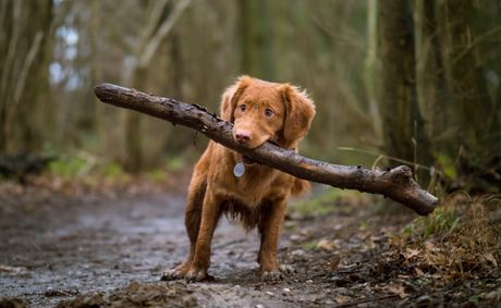 Pet Culture Around the World: Daily Life, Travel and Tradition