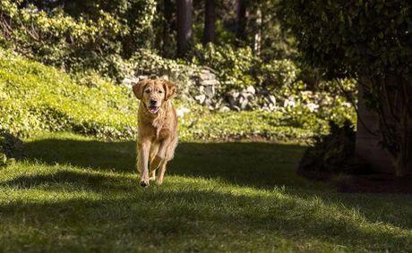 Fido having tummy troubles? What to do when a pet has diarrhea