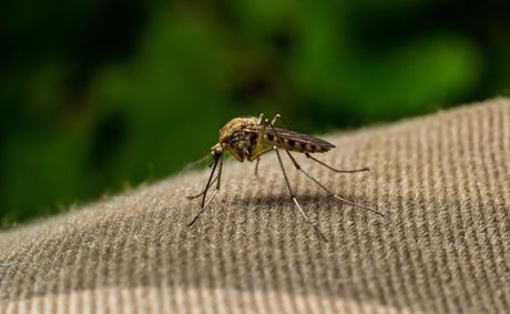 Florida dengue cases climb to 190. See the map