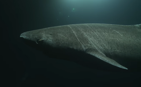 Greenland drops controversial plan to kill 1,000 sharks