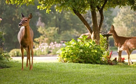 Deer-Resistant Shrubs That Enhance Gardens — Including Do Deer Eat Rhododendrons.