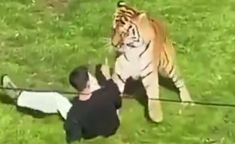 Man Dies In Tiger Attack At Popular UK Wildlife Park As Visitors Watch
