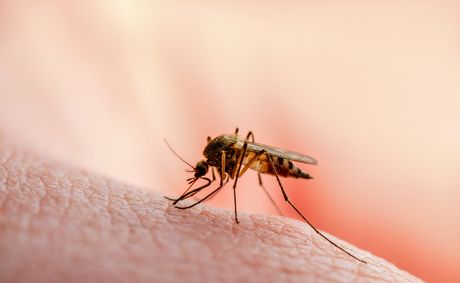 West Nile virus kills 2 in North Carolina as season drags on