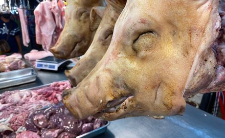 Livestock virus infects a human for the first time in France