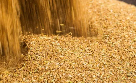 Forecast for Global Grain Harvest Increases by 7 Million Tonnes Since September