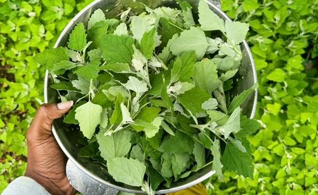 Honoring Ancestors: Black People Preserving the Art of Foraging – Part I