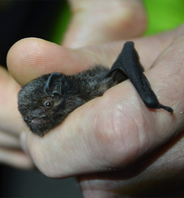 Long tailed bat