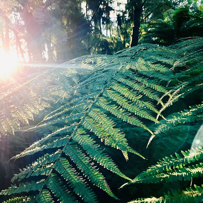 Aj Seeley fern credit Timelapse Taylor Photography 784x784