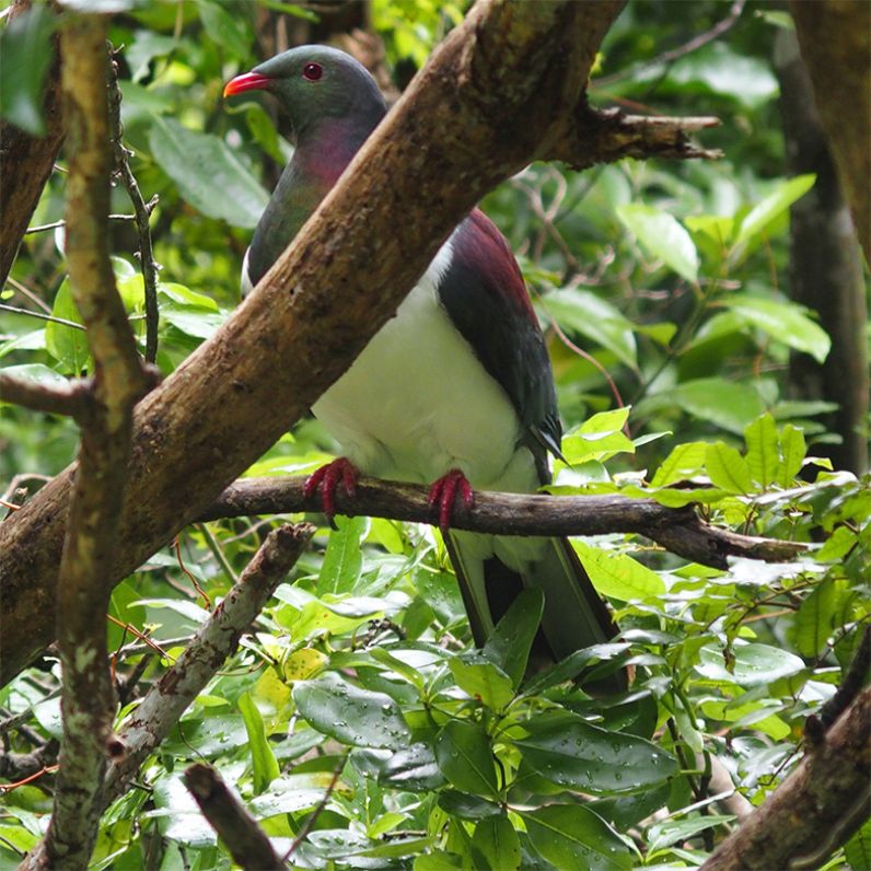 Kereru 784x784