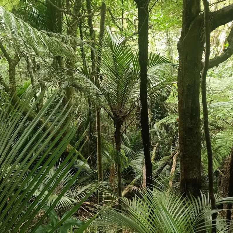 Nikau 784x784