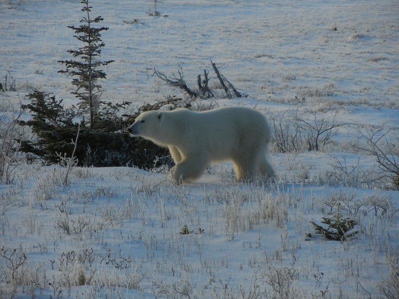 Churchill-PolarBears_2013