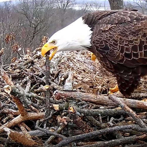 Bald Eagle Nestorations