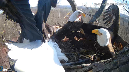 three bald eagles in the nest fighting