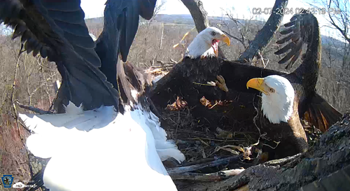 three bald eagles in the nest fighting