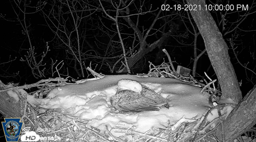 Eagle in Snow