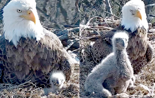 bald eagle