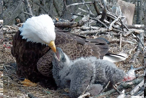 Bald eagle