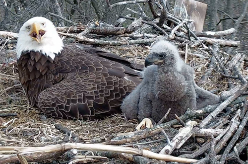 Eaglet