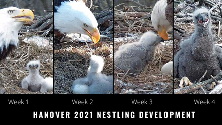 eaglet chart