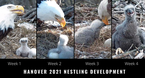 eaglet chart