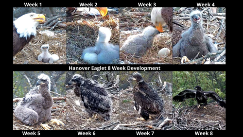 eaglet chart