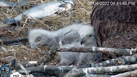 eaglets