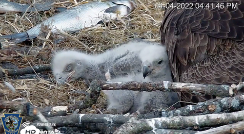 eaglets