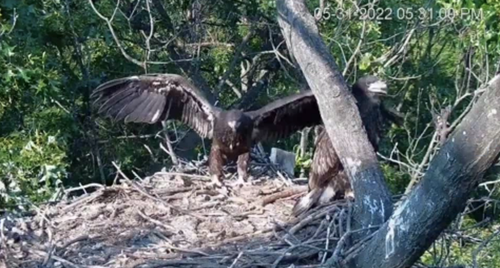 eaglet takes flight