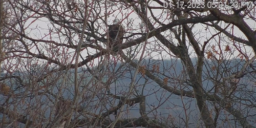 bald eagles perching on tree