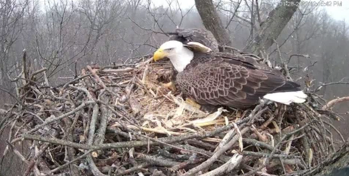 bald eagles in nest preparing nest